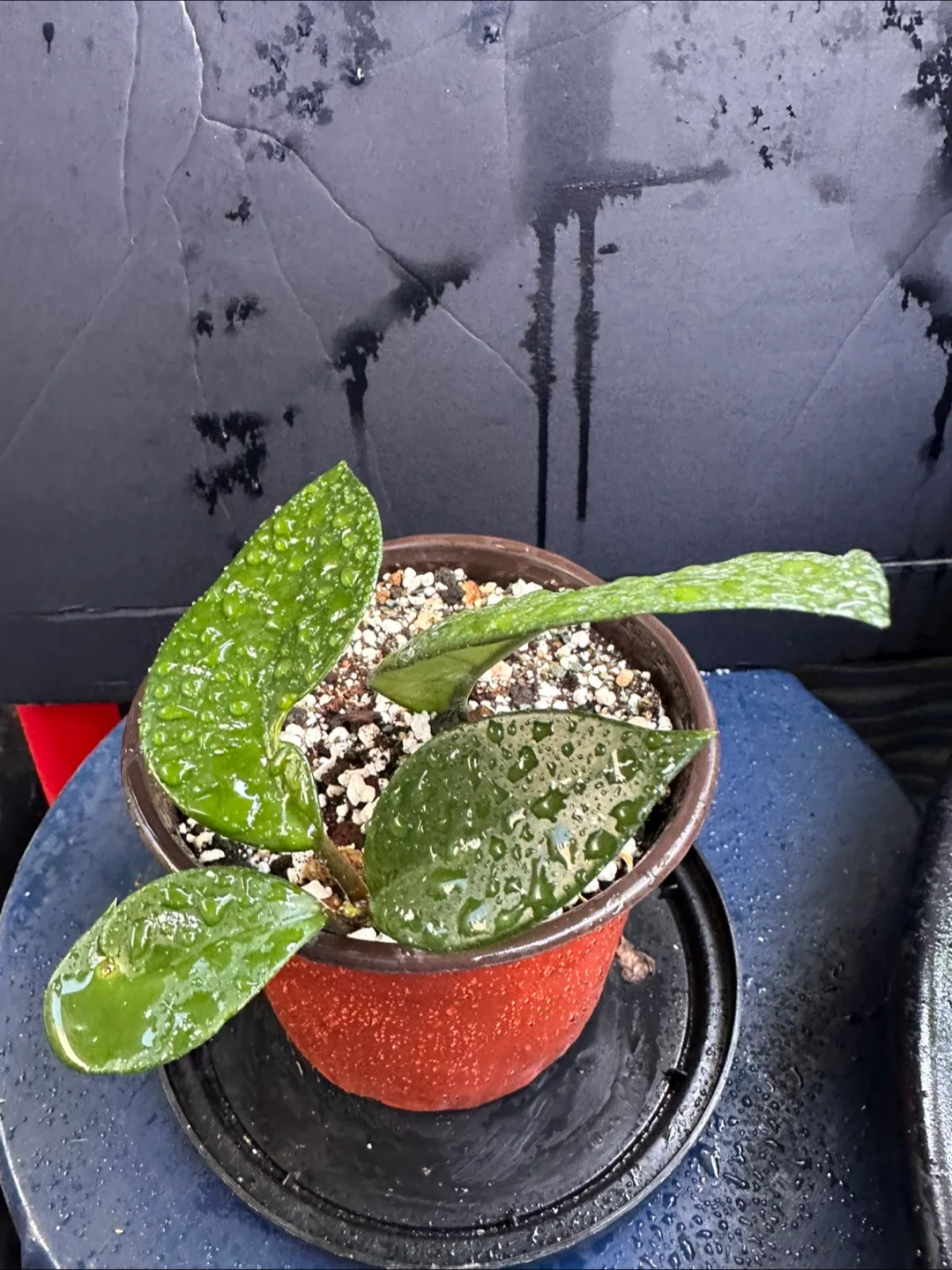 Hoya Plant image indicator(4)