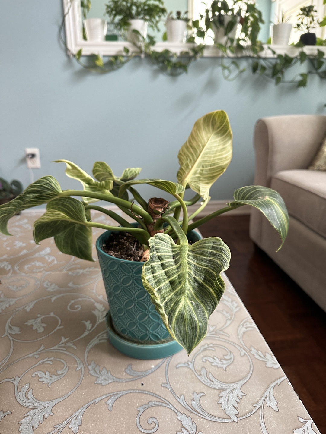 Plant in a Decorative Pot
