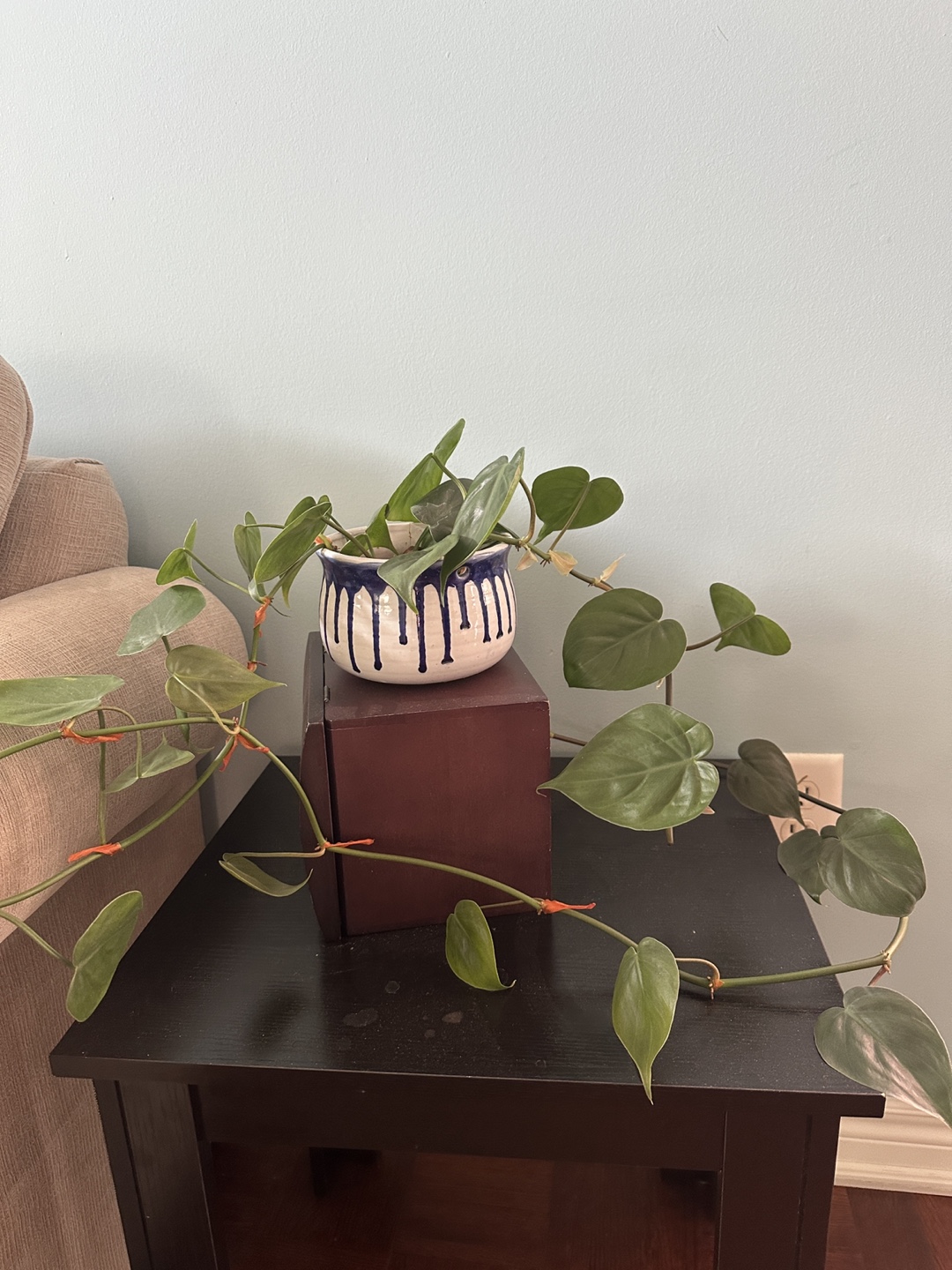 Plant in a Decorative Pot - photo 2