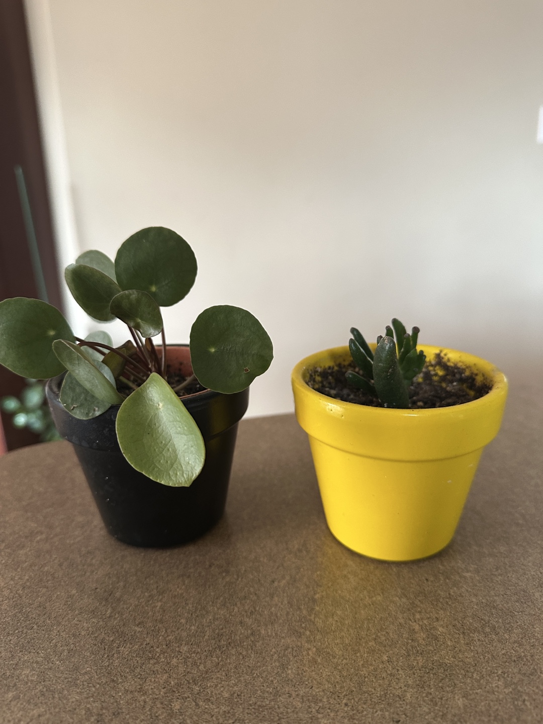 Small potted plants