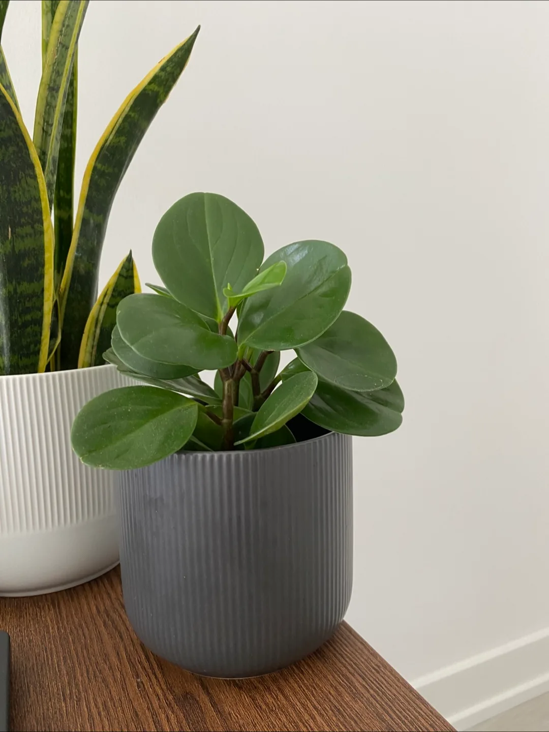 Indoor Plants with Pots image indicator(3)