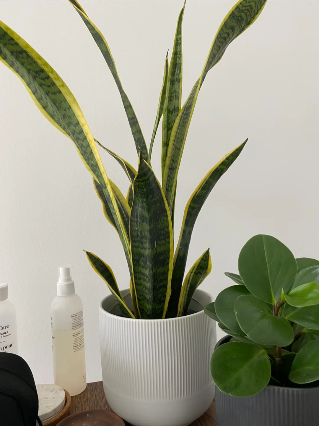 Indoor Plants with Pots image indicator(2)