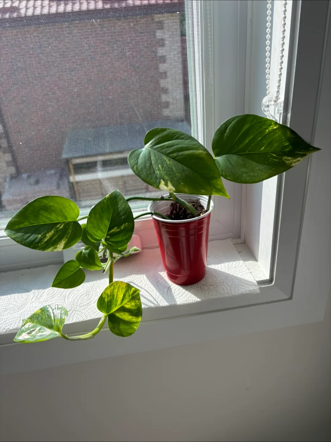 Pothos plant in a cup thumbnail