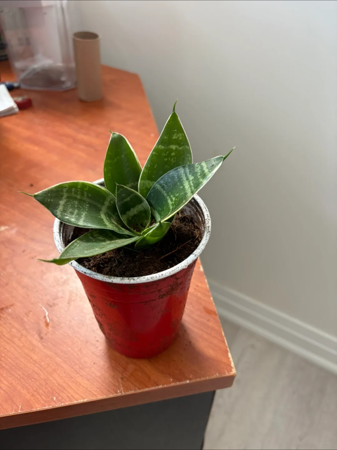 Small Plant in Red Cup thumbnail