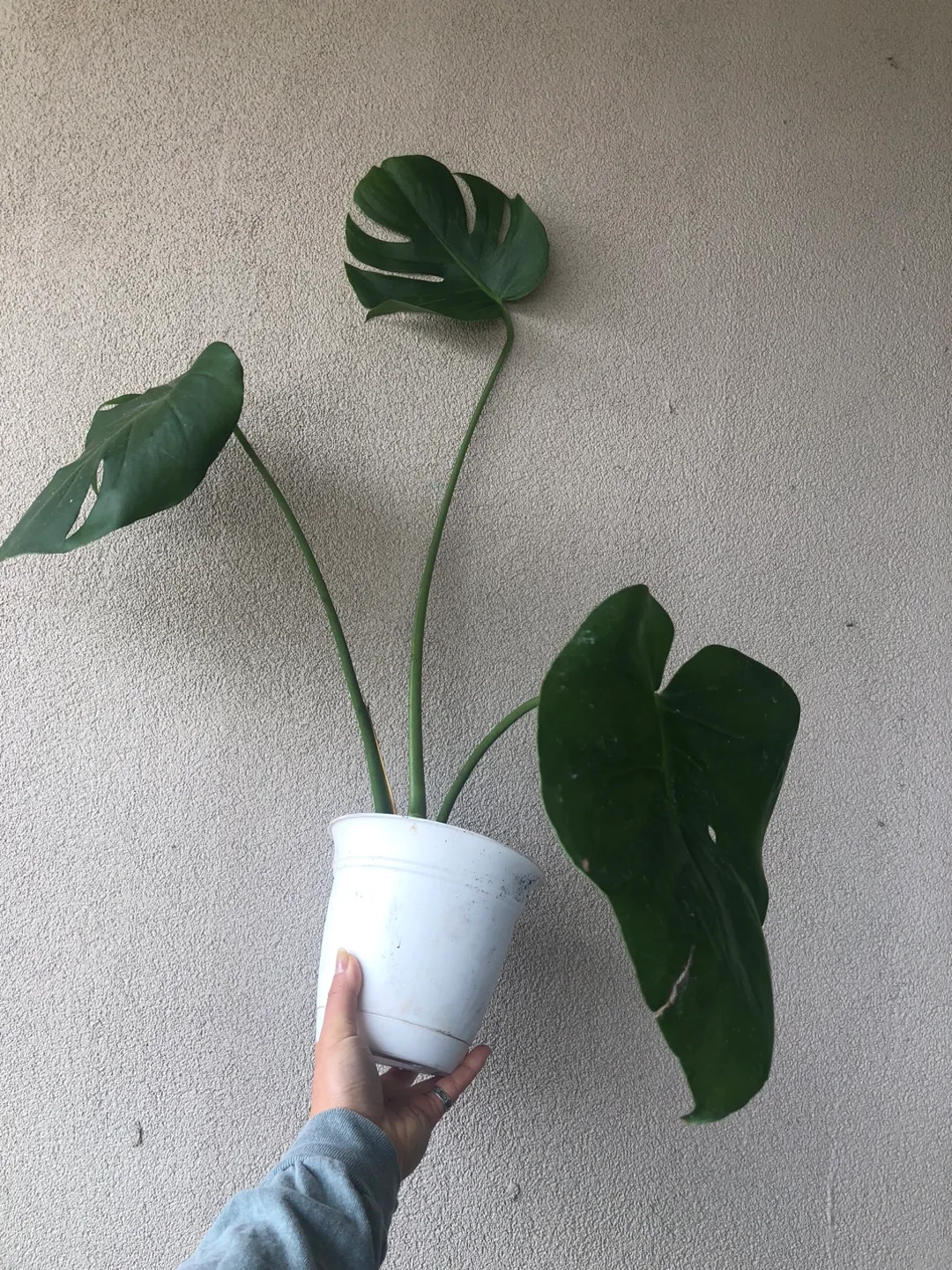 Monsters Plant 🌱 thumbnail