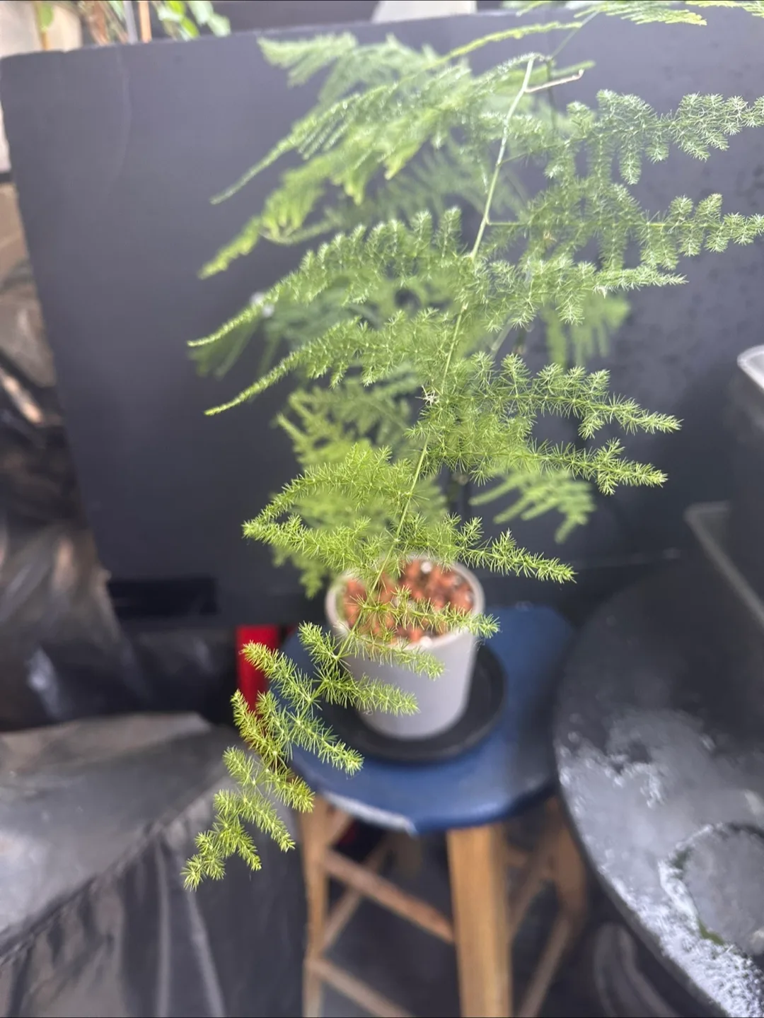 Asparagus Fern Plant image indicator(4)
