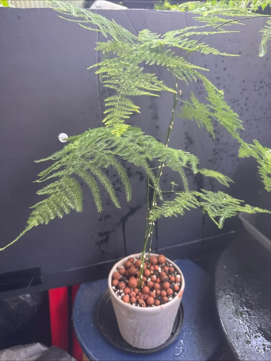 Asparagus Fern Plant image indicator(3)