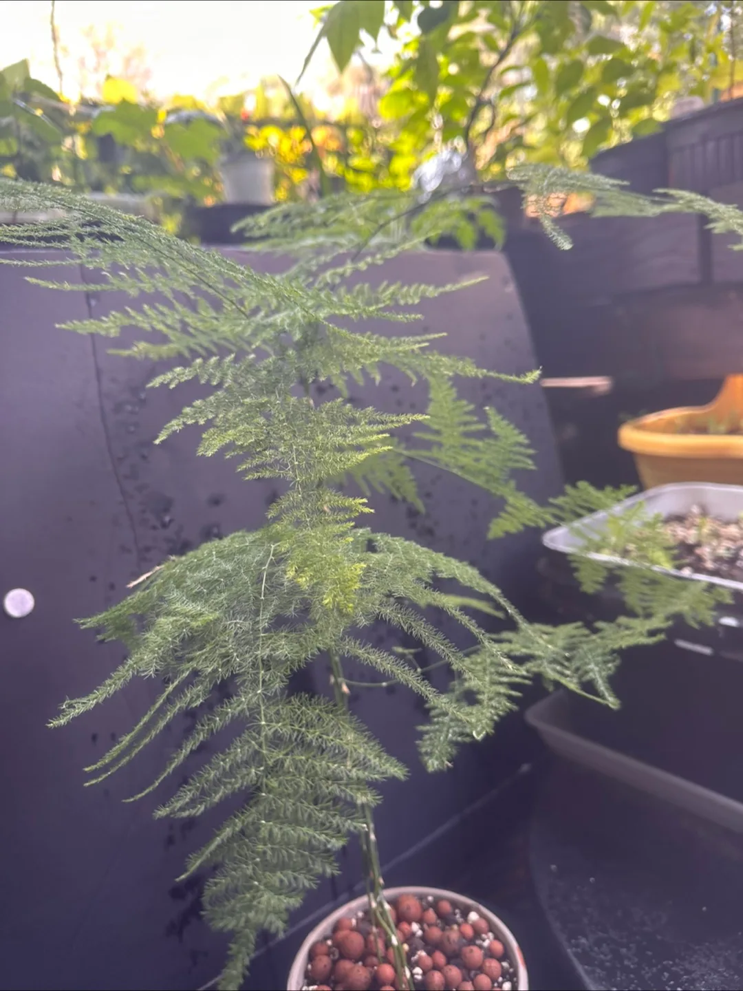 Asparagus Fern Plant image indicator(5)