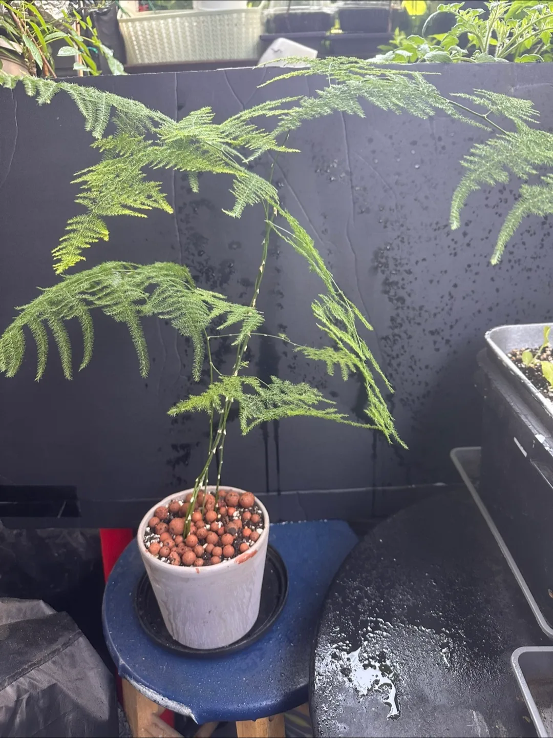 Asparagus Fern Plant image indicator(2)