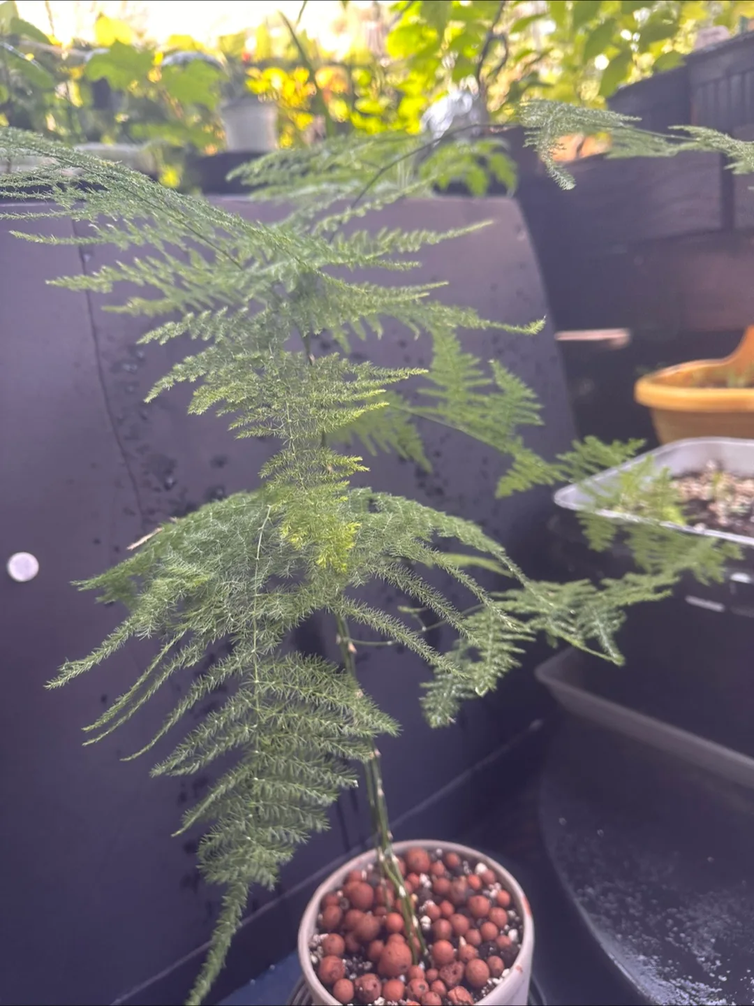 Asparagus Fern Plant image indicator(6)