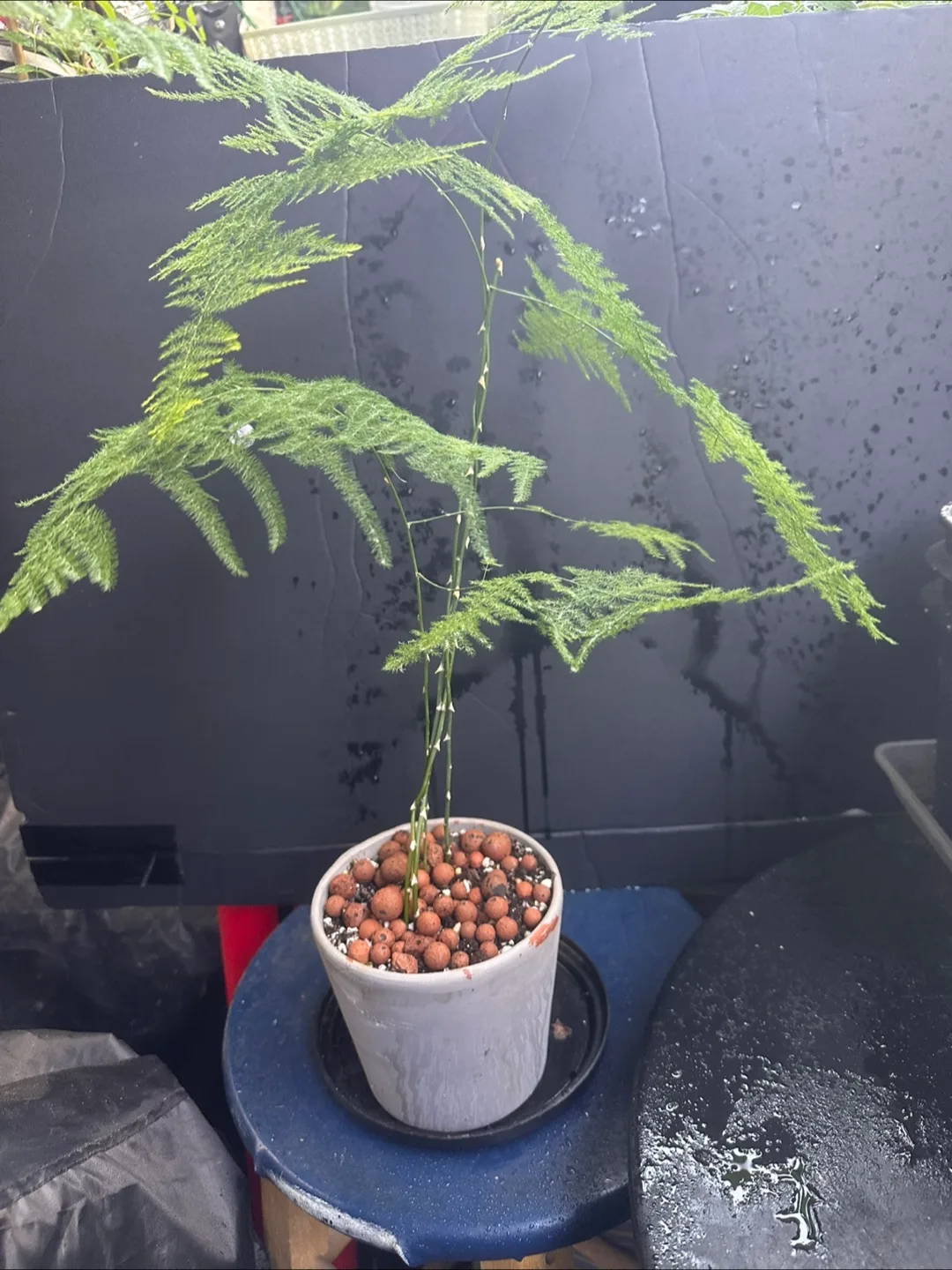 Asparagus Fern Plant image indicator(7)