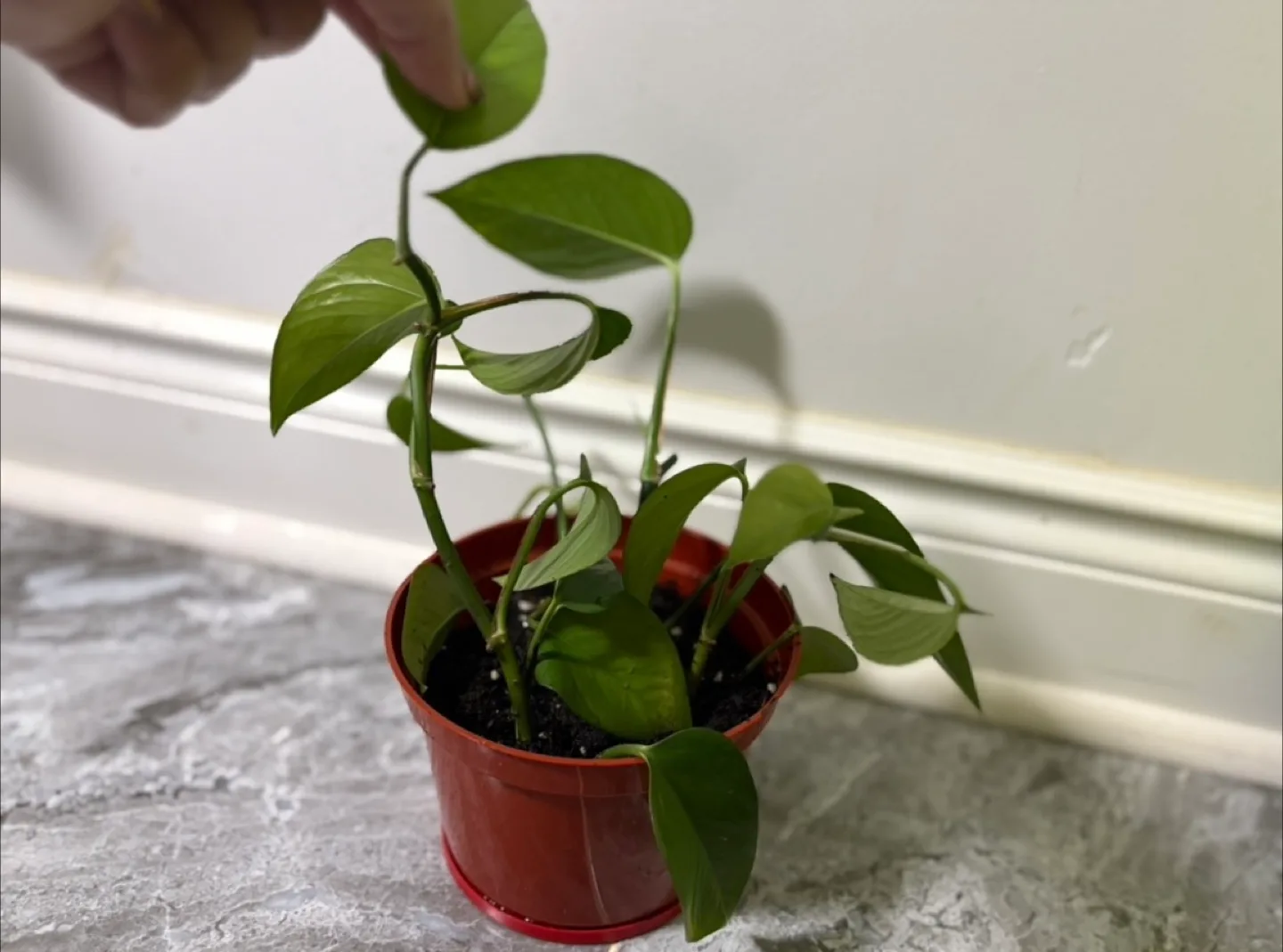 Live Pothos , dracaena plant and Bella palm plant image indicator(3)