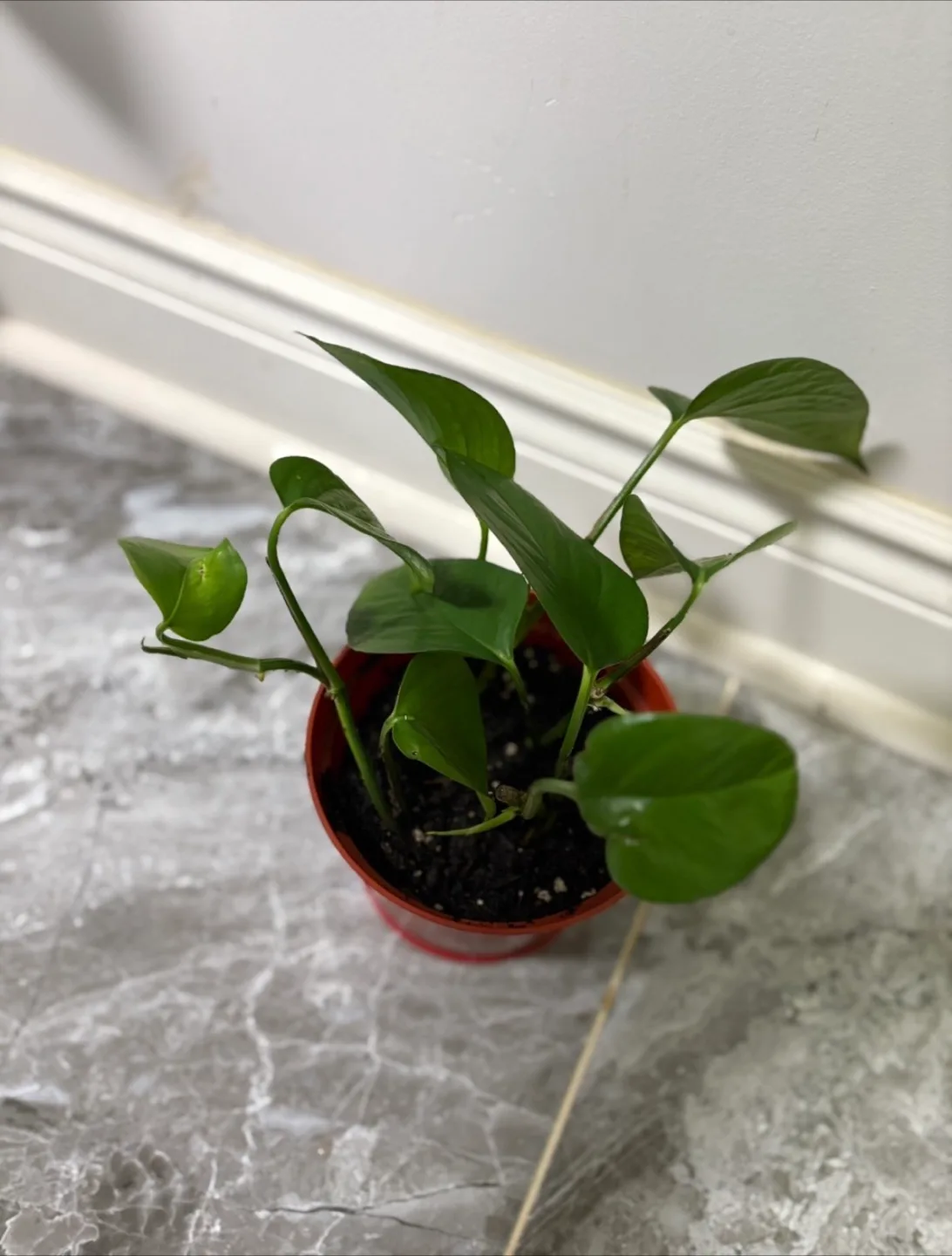 Live Pothos , dracaena plant and Bella palm plant image indicator(2)