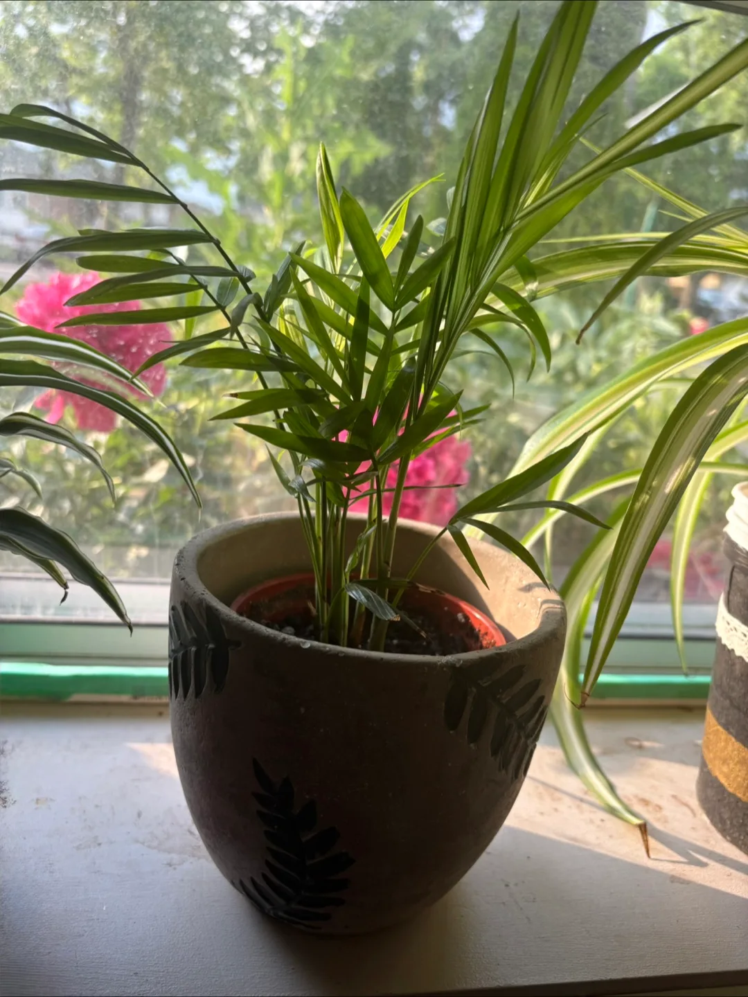 Live Pothos , dracaena plant and Bella palm plant image indicator(5)