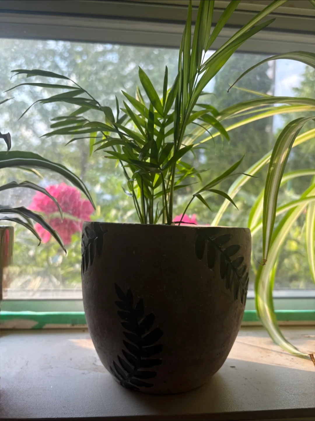 Live Pothos , dracaena plant and Bella palm plant image indicator(4)