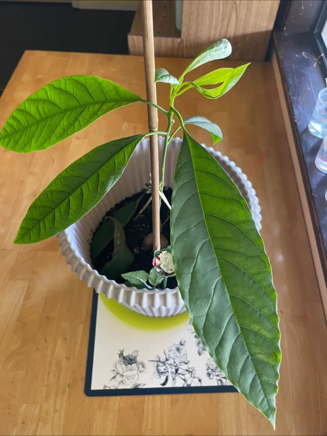 Avocado Plant thumbnail
