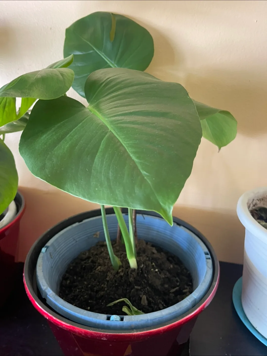 Monstera Deliciosa Plant thumbnail