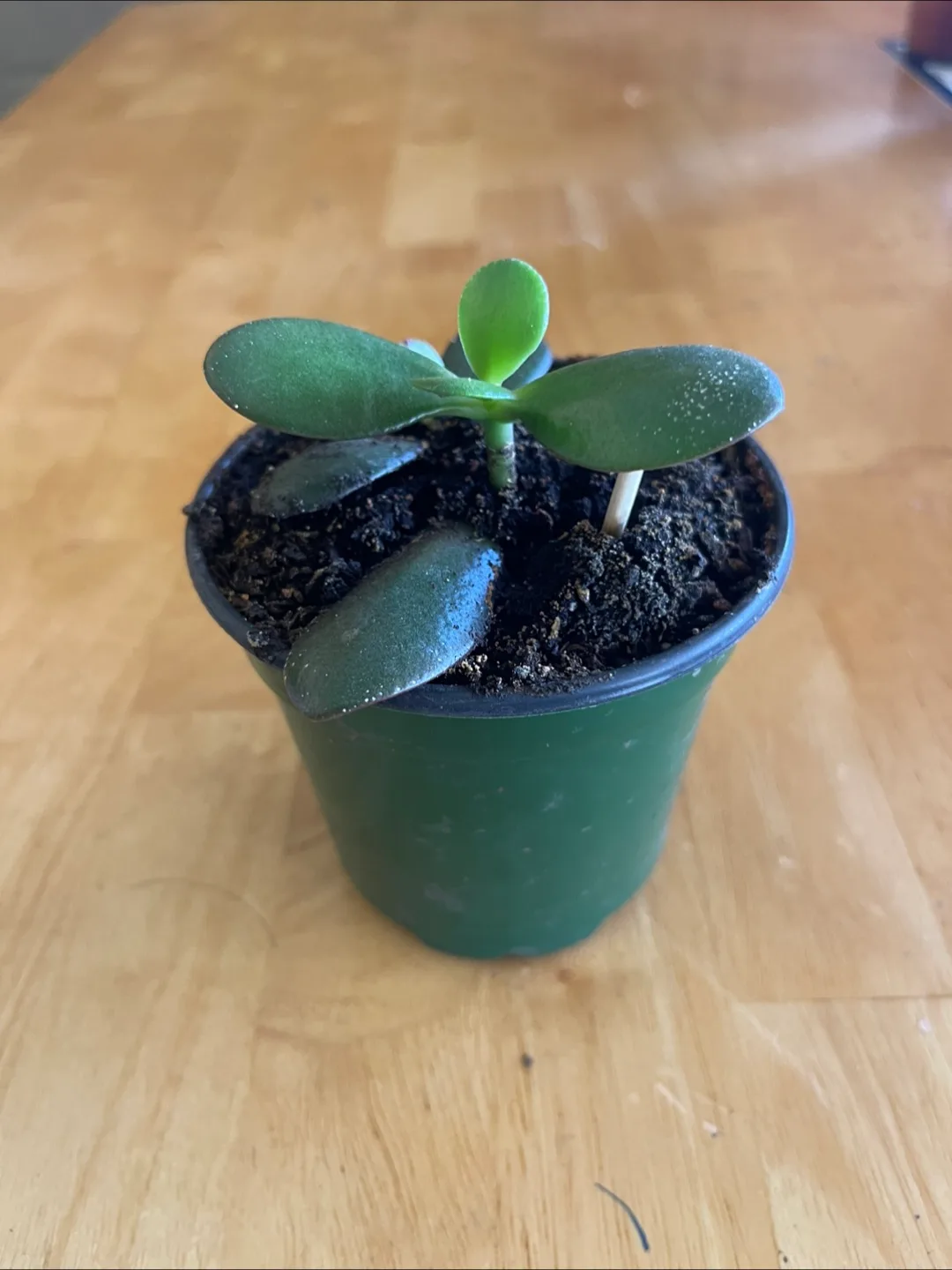 Jade plant thumbnail
