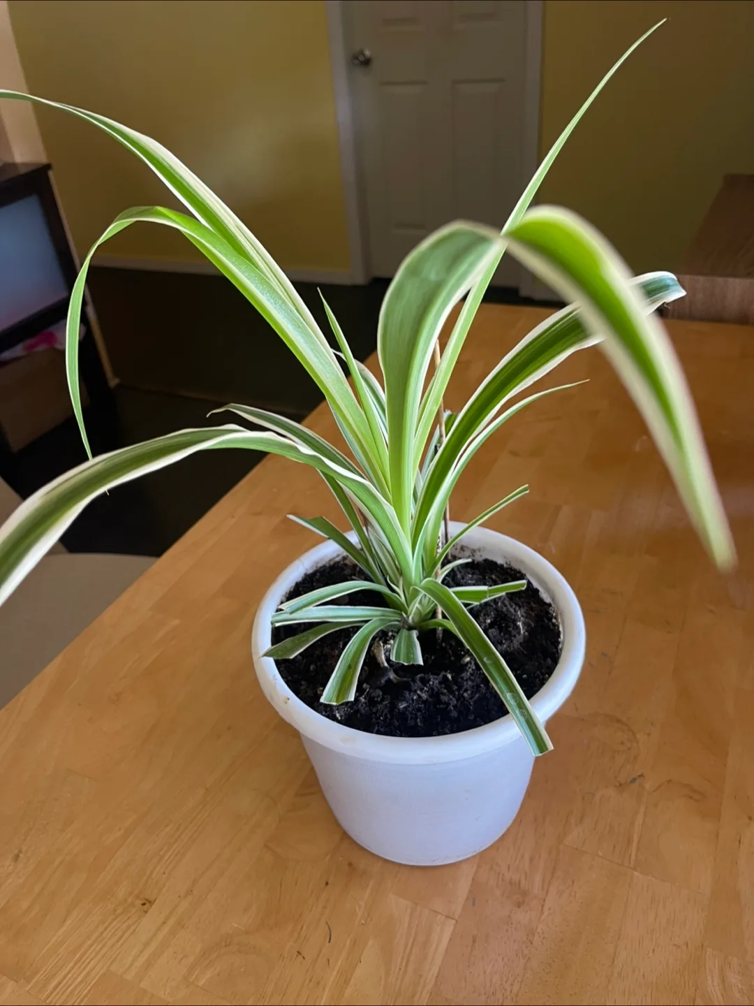 Spider Plant in White Pot thumbnail