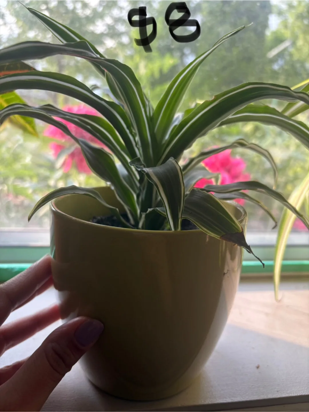 Live Pothos , dracaena plant and Bella palm plant image indicator(6)