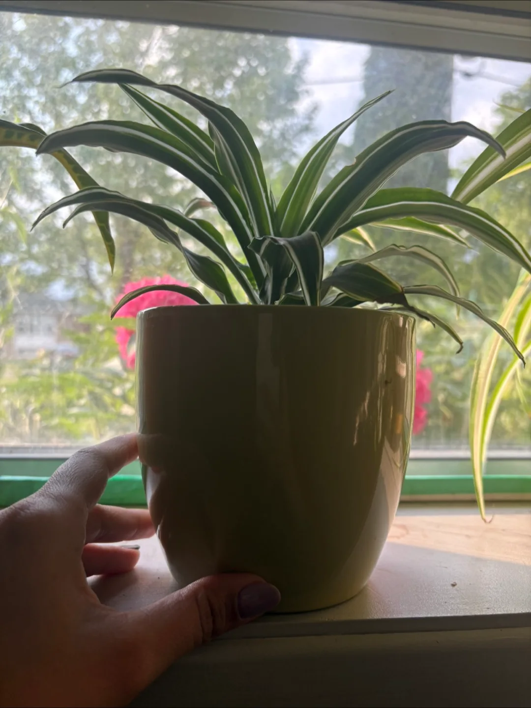 Live Pothos , dracaena plant and Bella palm plant image indicator(8)