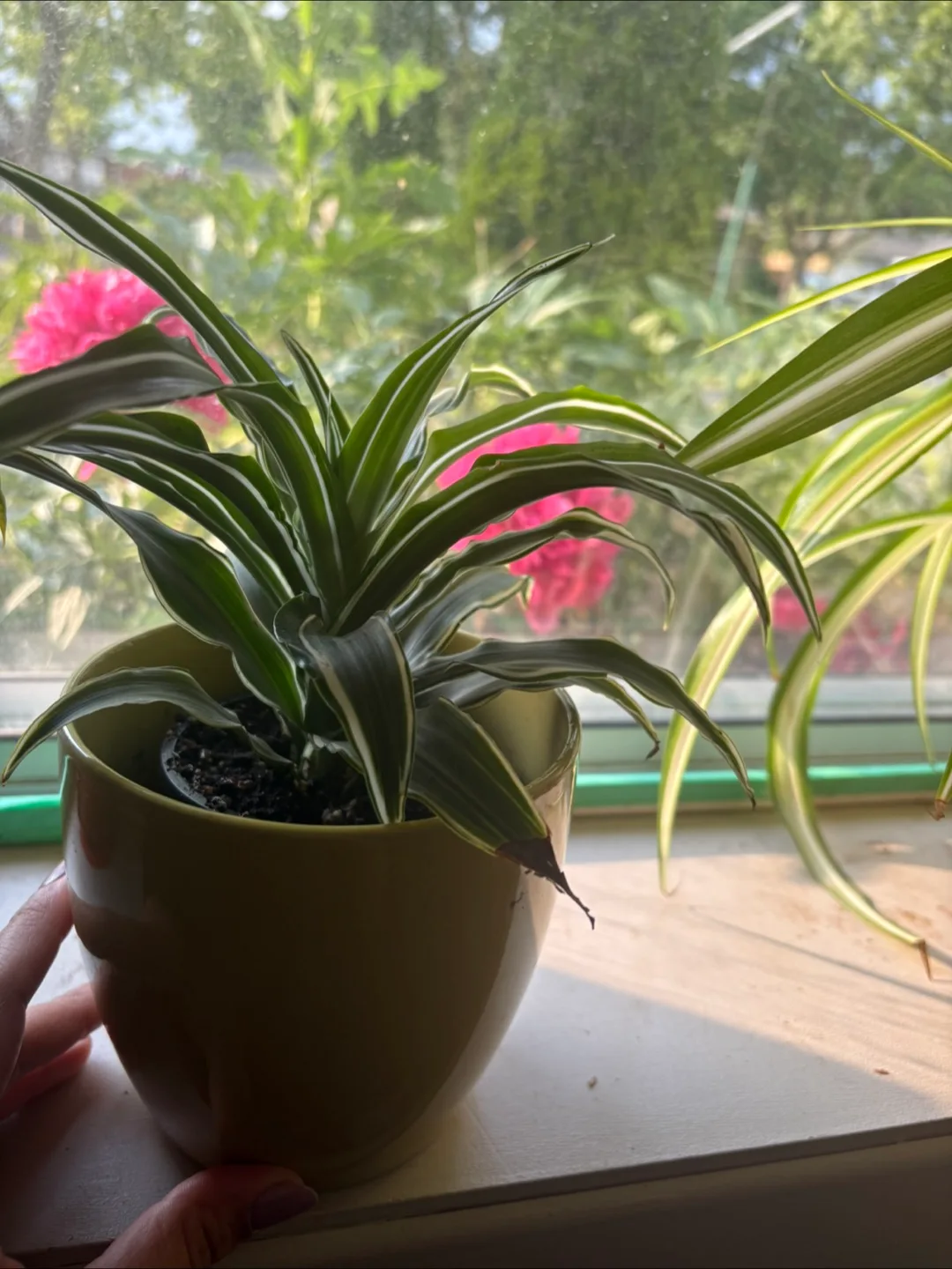 Live Pothos , dracaena plant and Bella palm plant image indicator(7)