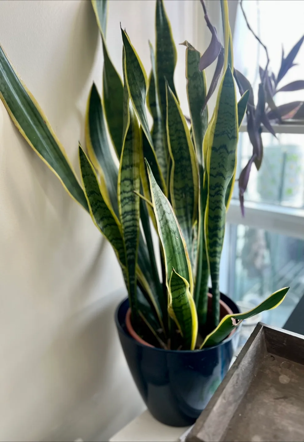 Snake Plant image indicator(2)