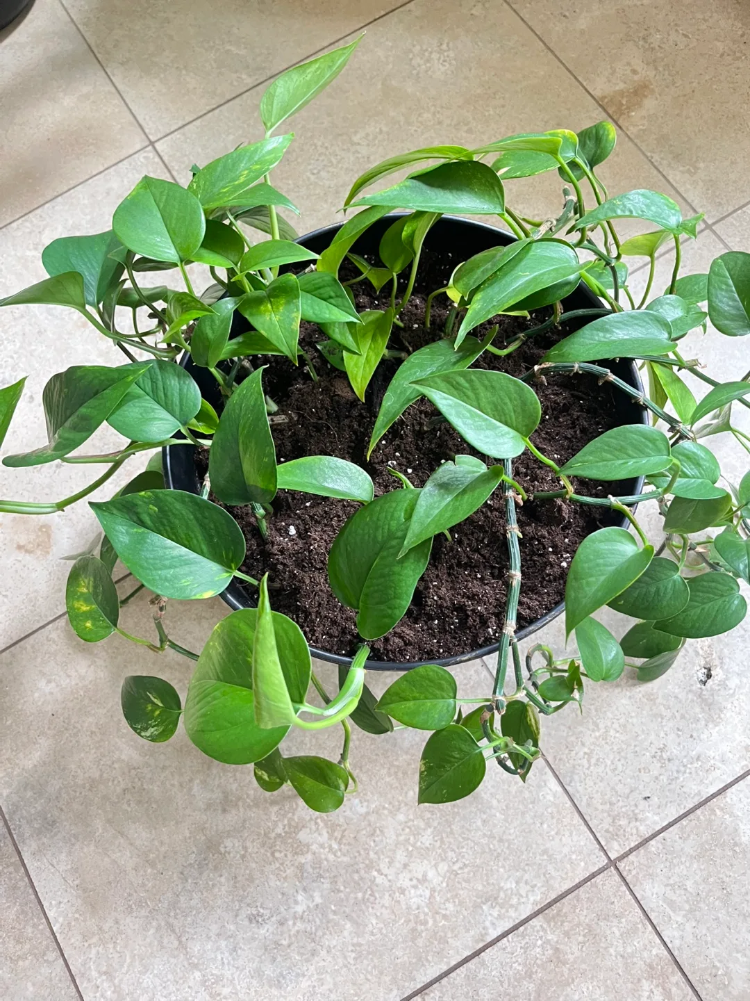 Pothos Plant thumbnail