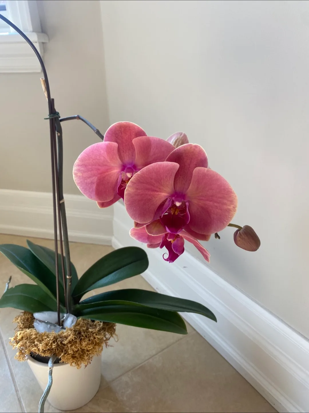 Flowering Orchid Plant image indicator(2)