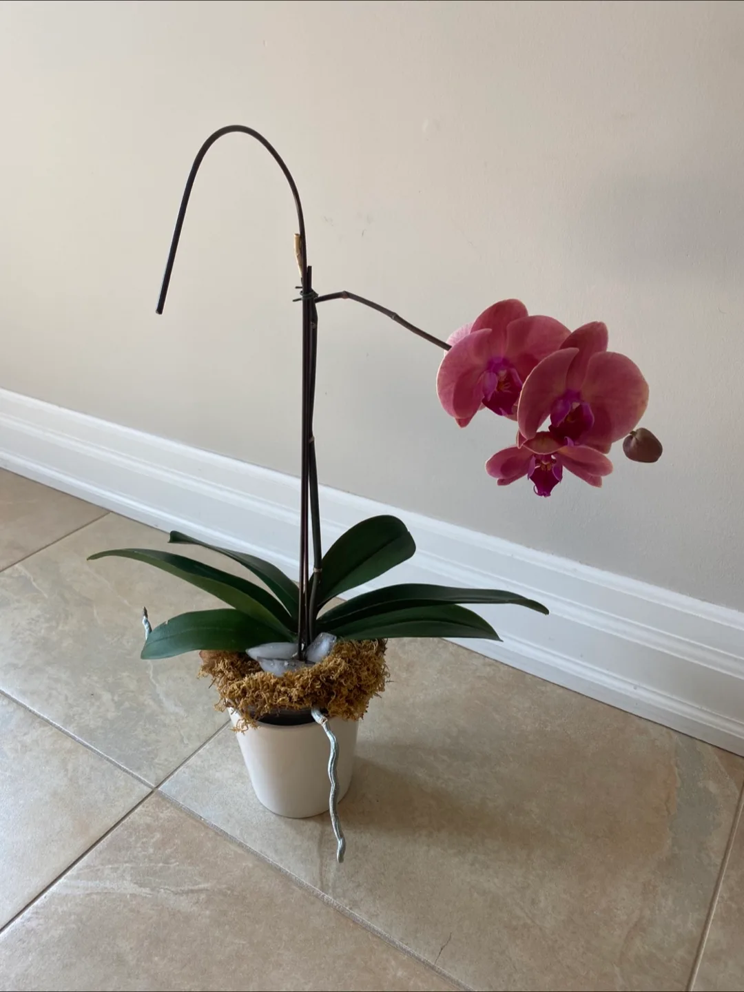 Flowering Orchid Plant image indicator(3)