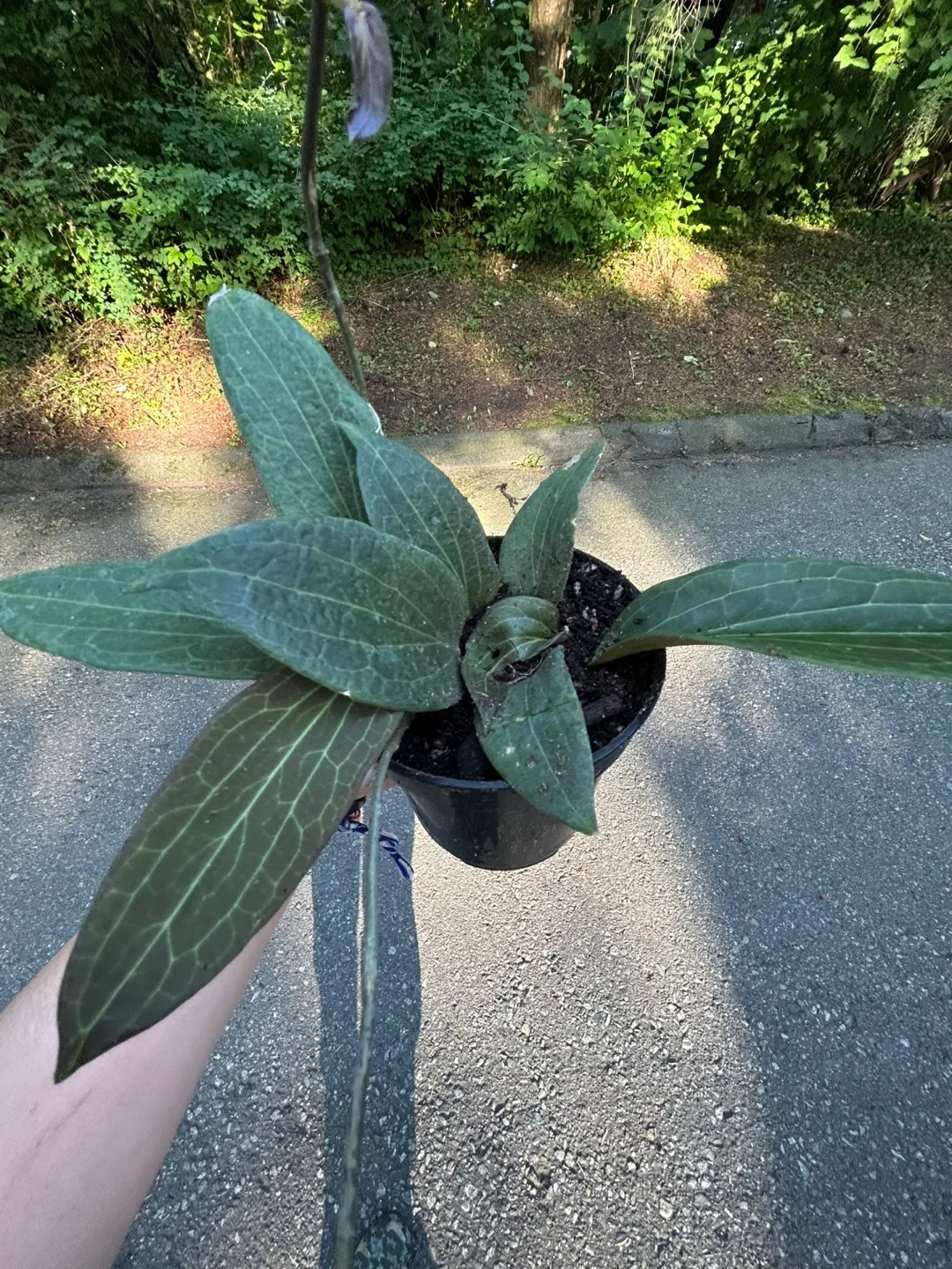 Hoya Plant thumbnail