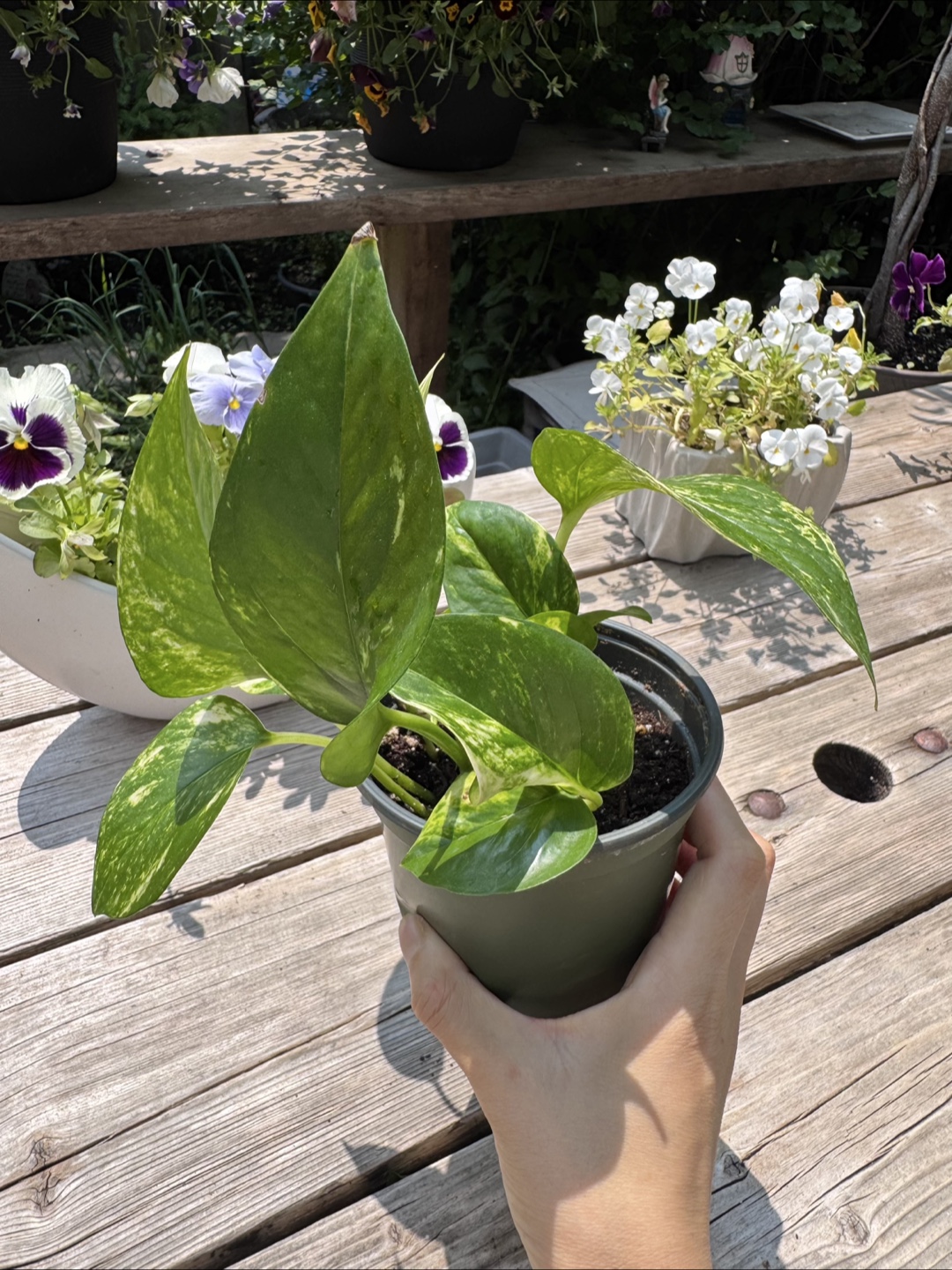 Pothos - EE - photo 2