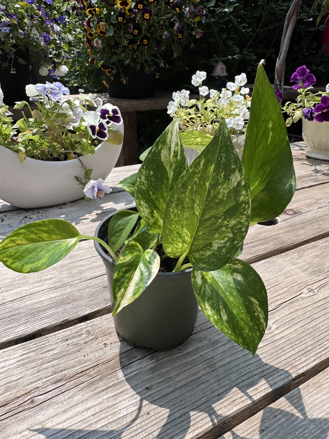 Pothos - EE - photo 5