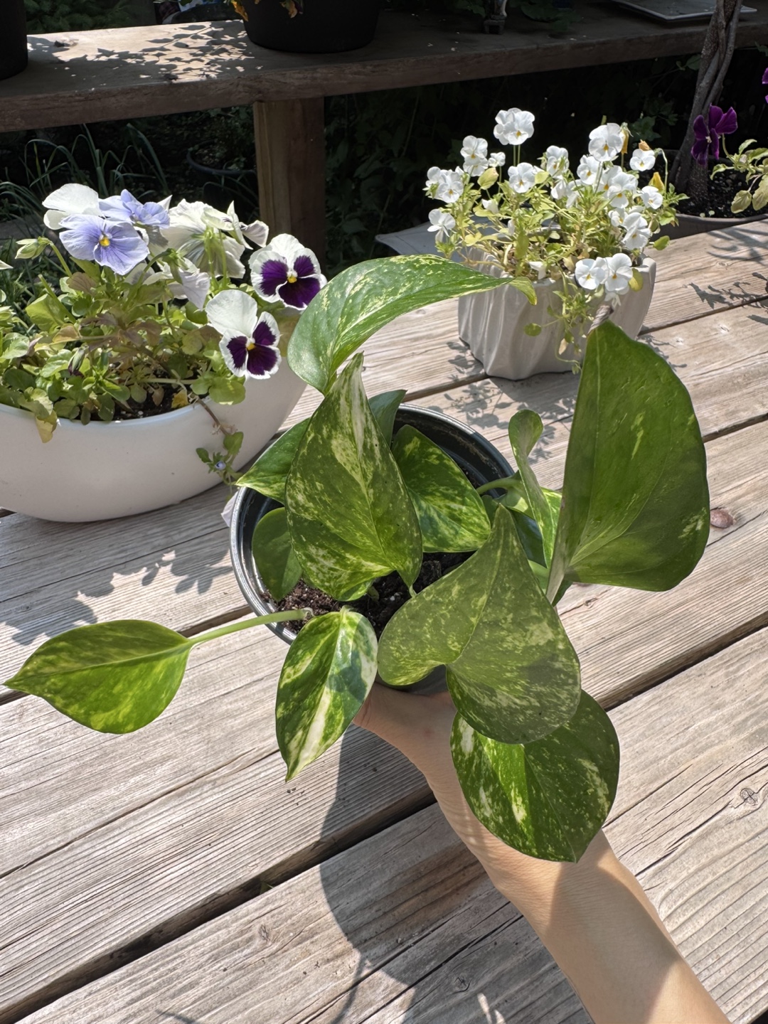 Pothos - EE - photo 4