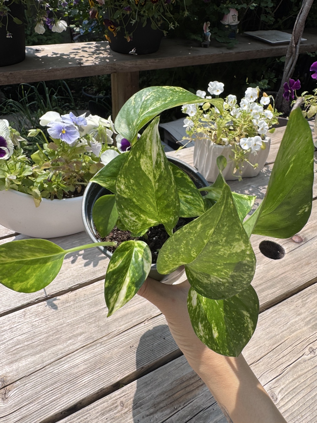 Pothos - EE