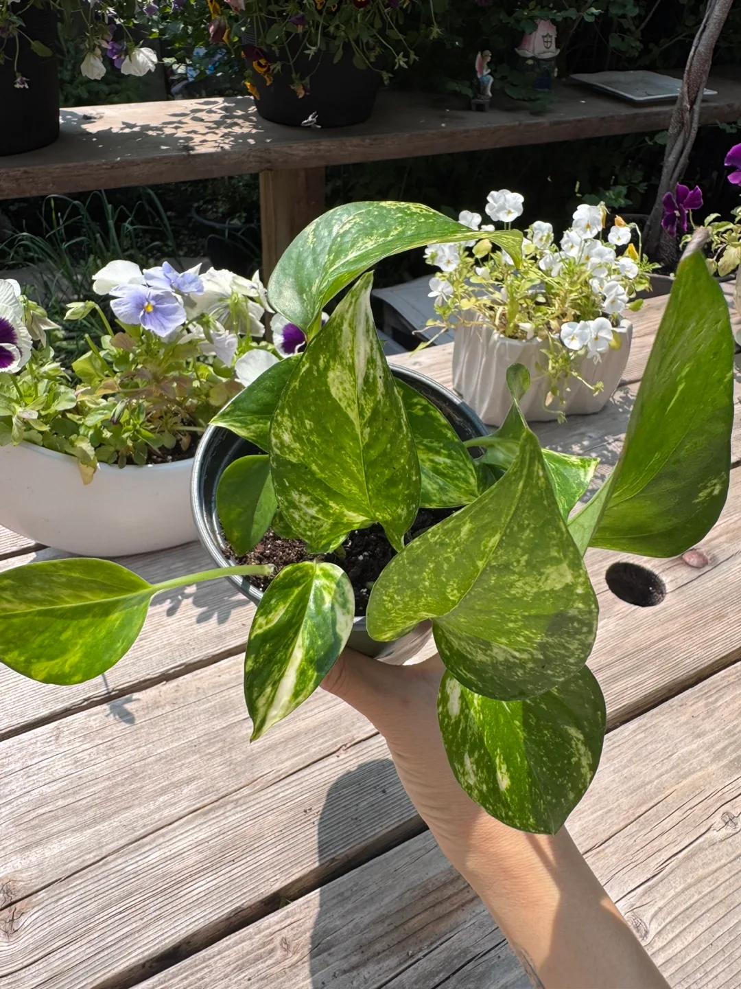 Pothos - EE thumbnail
