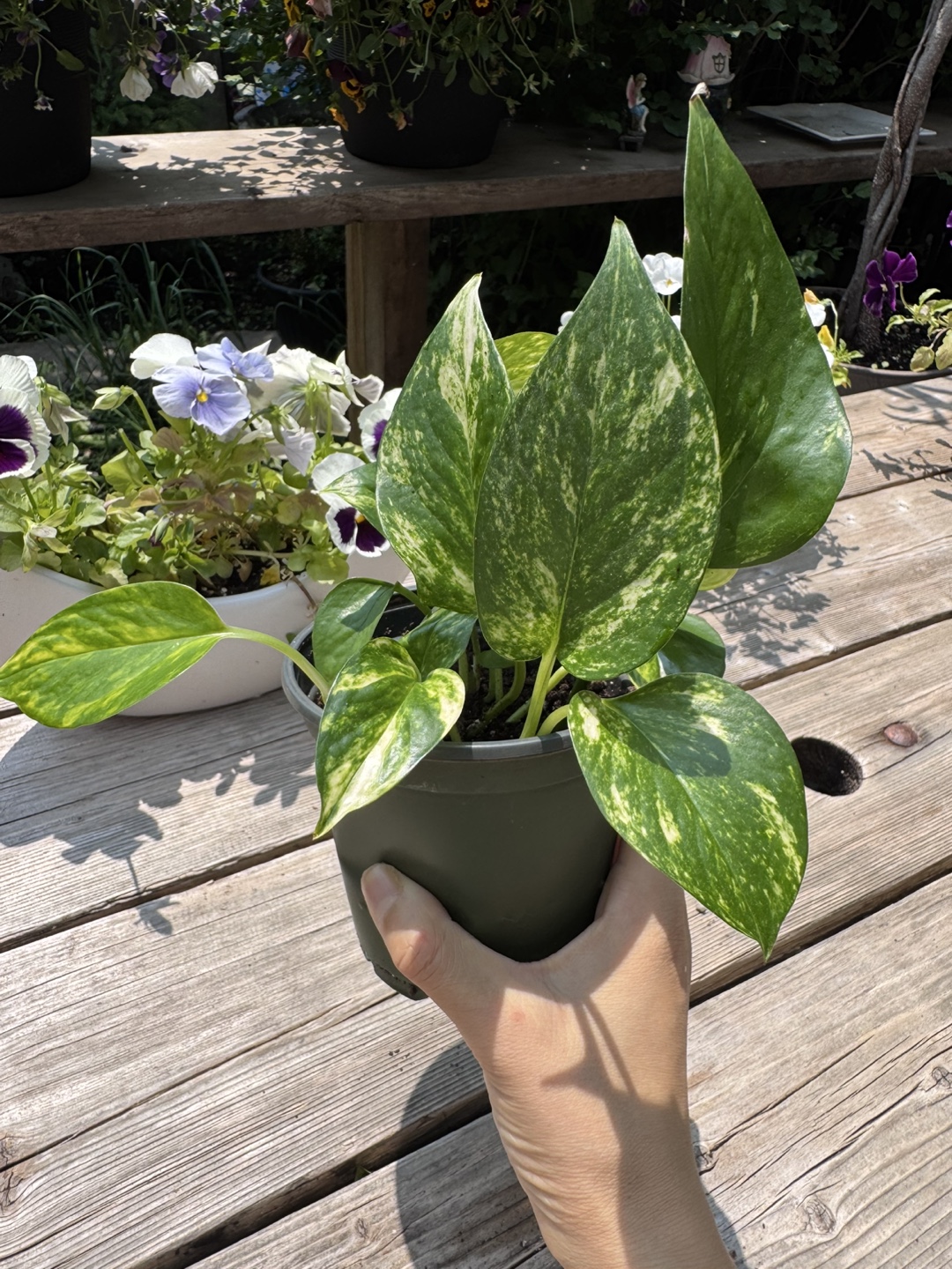 Pothos - EE - photo 3