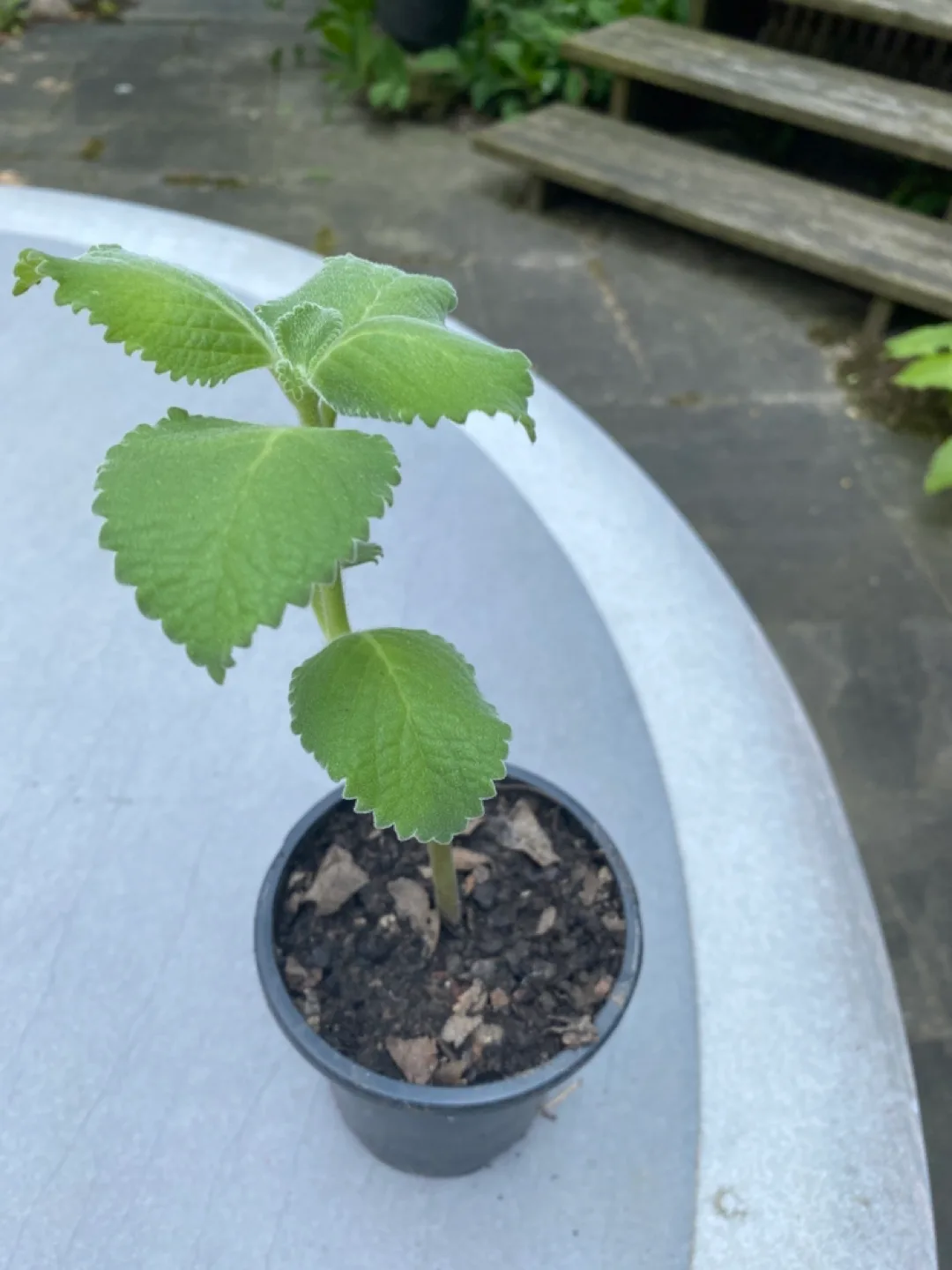 Mexican mint image indicator(2)