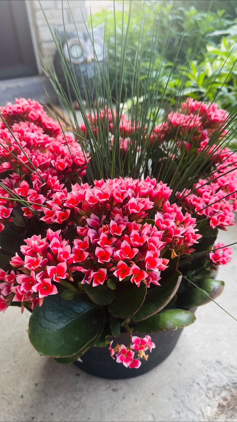 Flowering Potted Plant $15 each! thumbnail