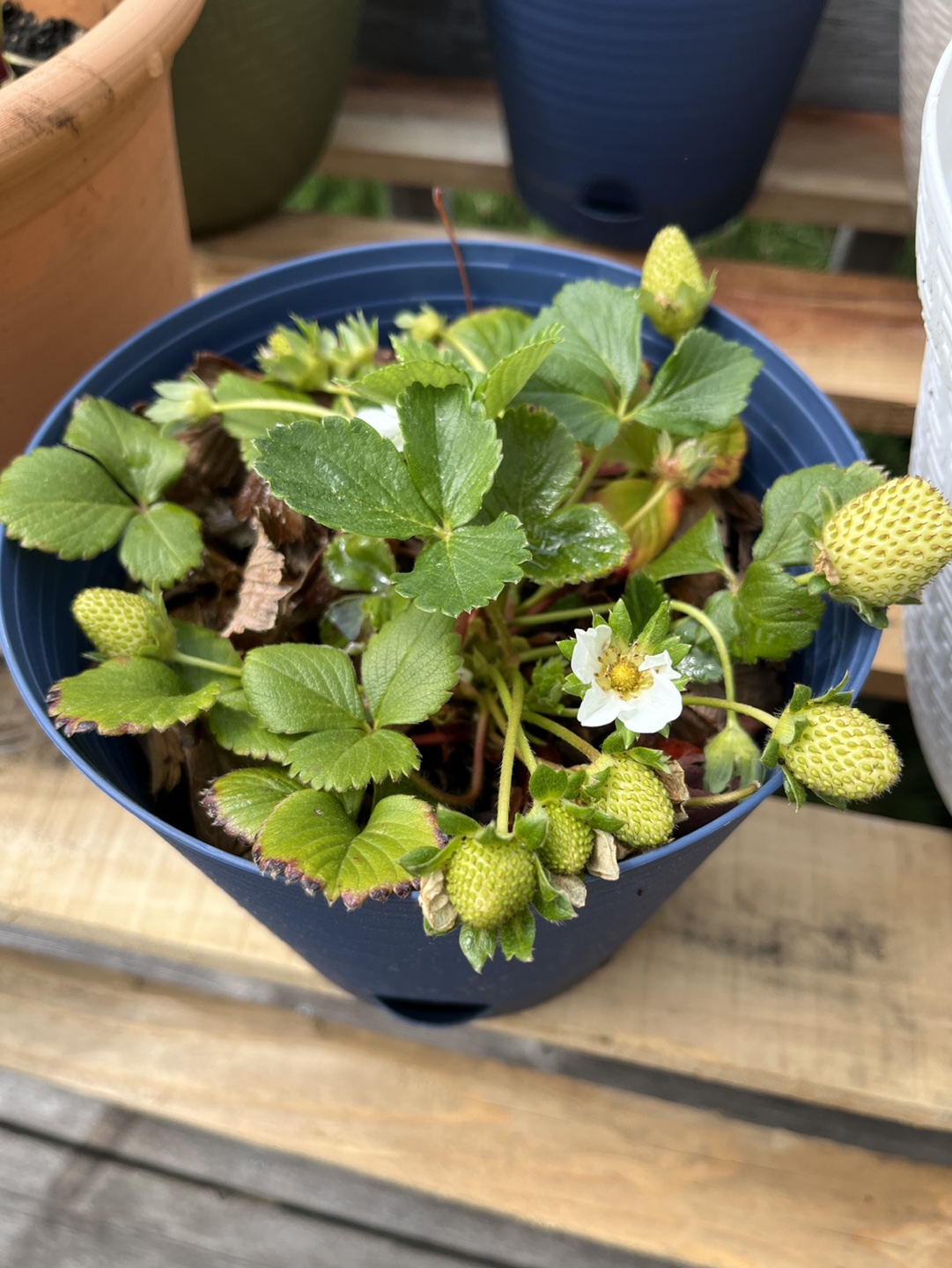 Seascape strawberry plant with pot