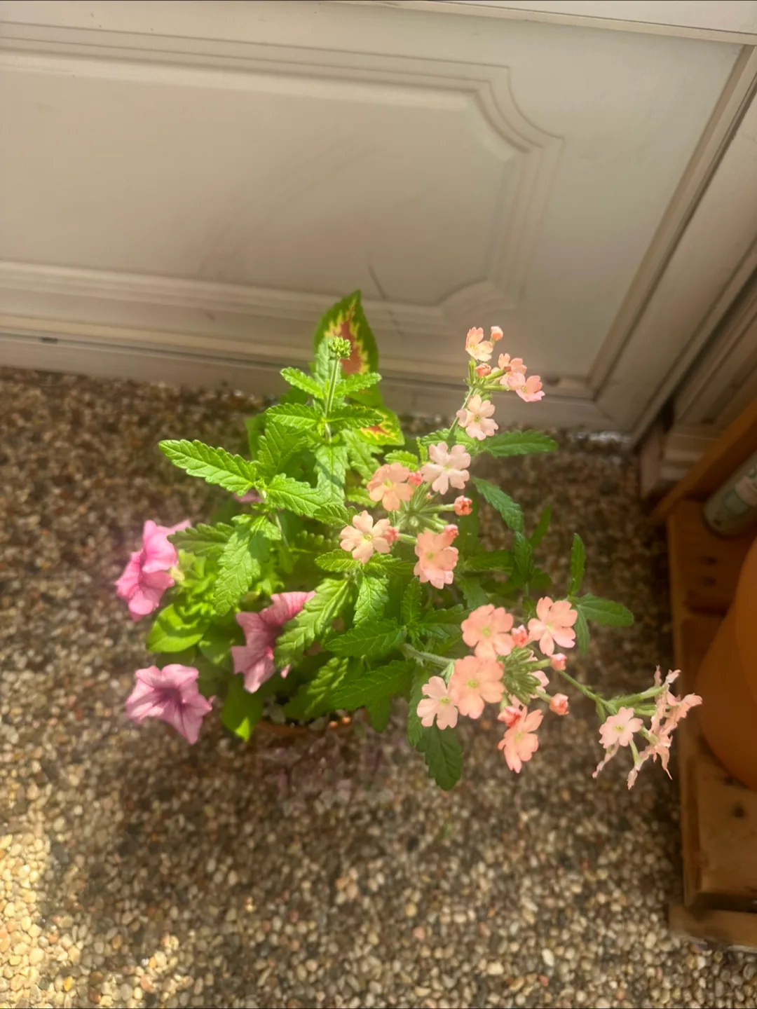 Flower pot in 15cm clay pot image indicator(3)