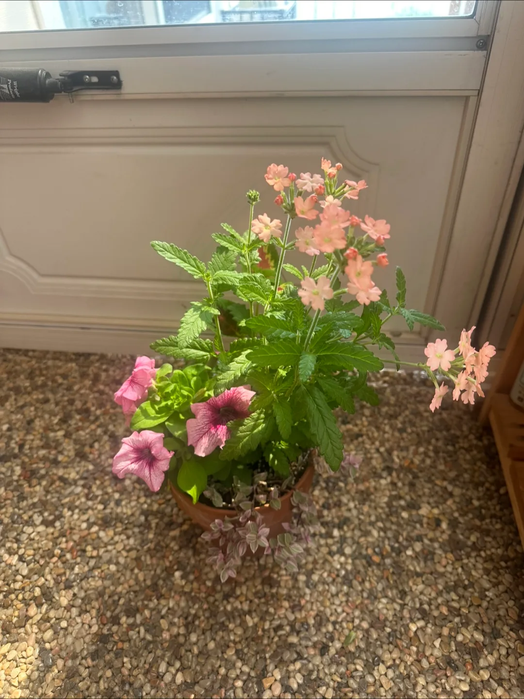 Flower pot in 15cm clay pot image indicator(2)