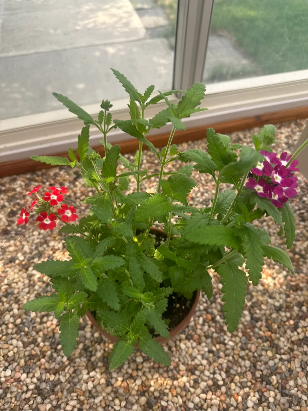 Flower pot in 15cm clay pot image indicator(5)