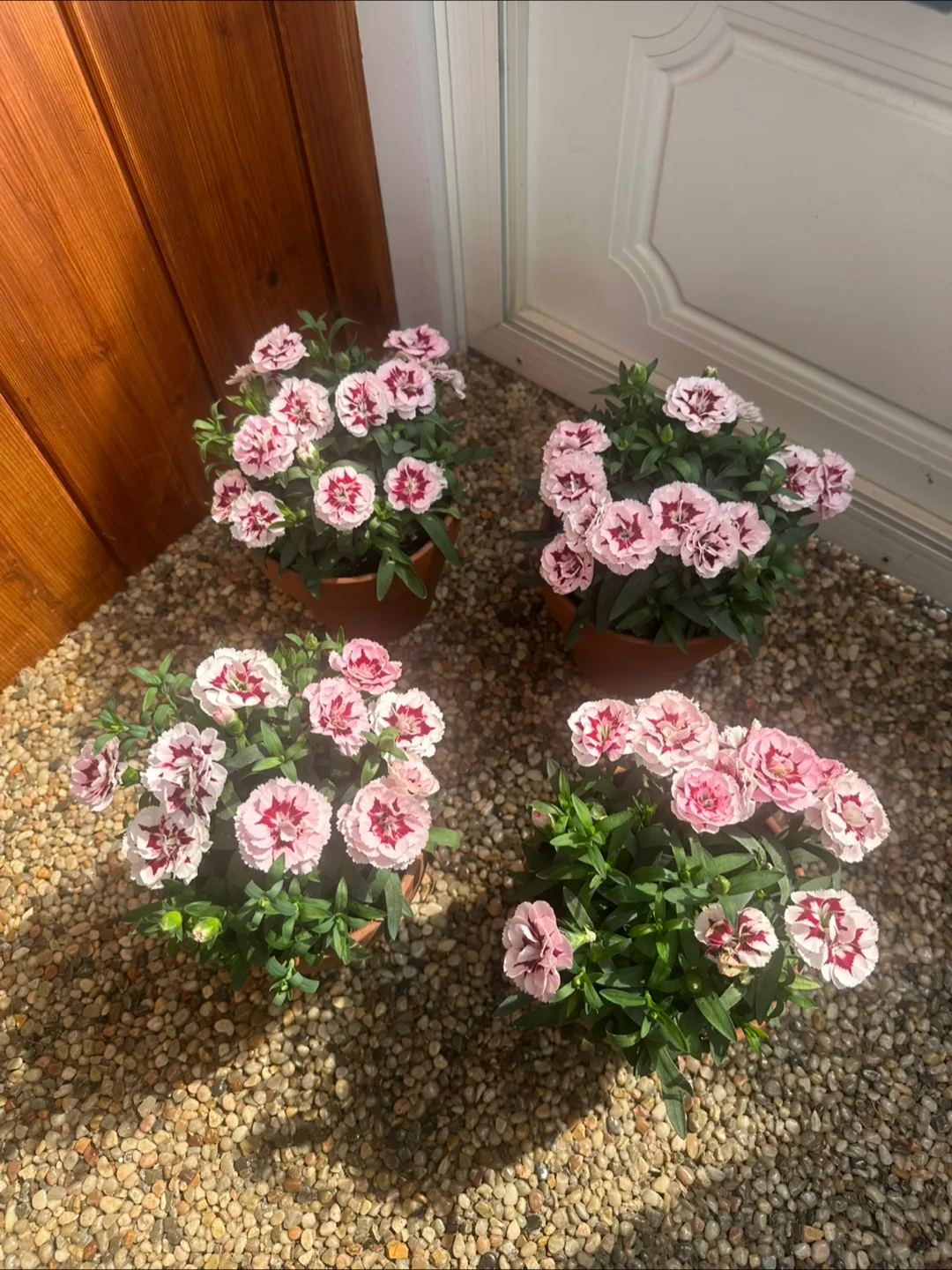 Flower pot in 15cm clay pot image indicator(4)