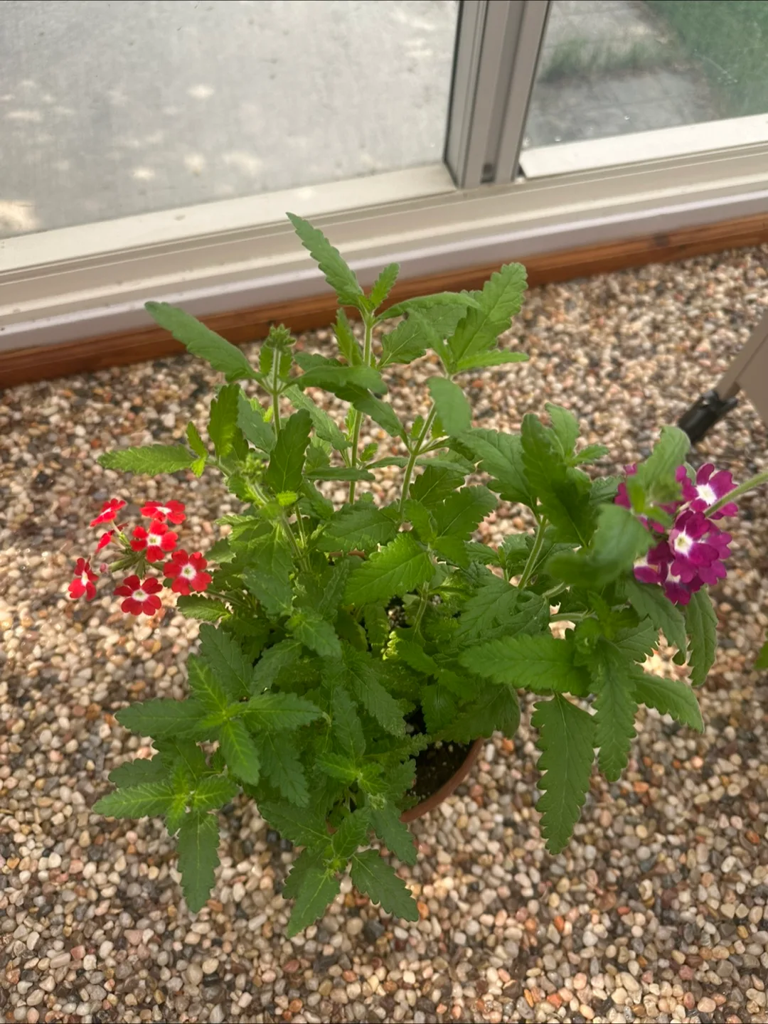 Flower pot in 15cm clay pot image indicator(6)