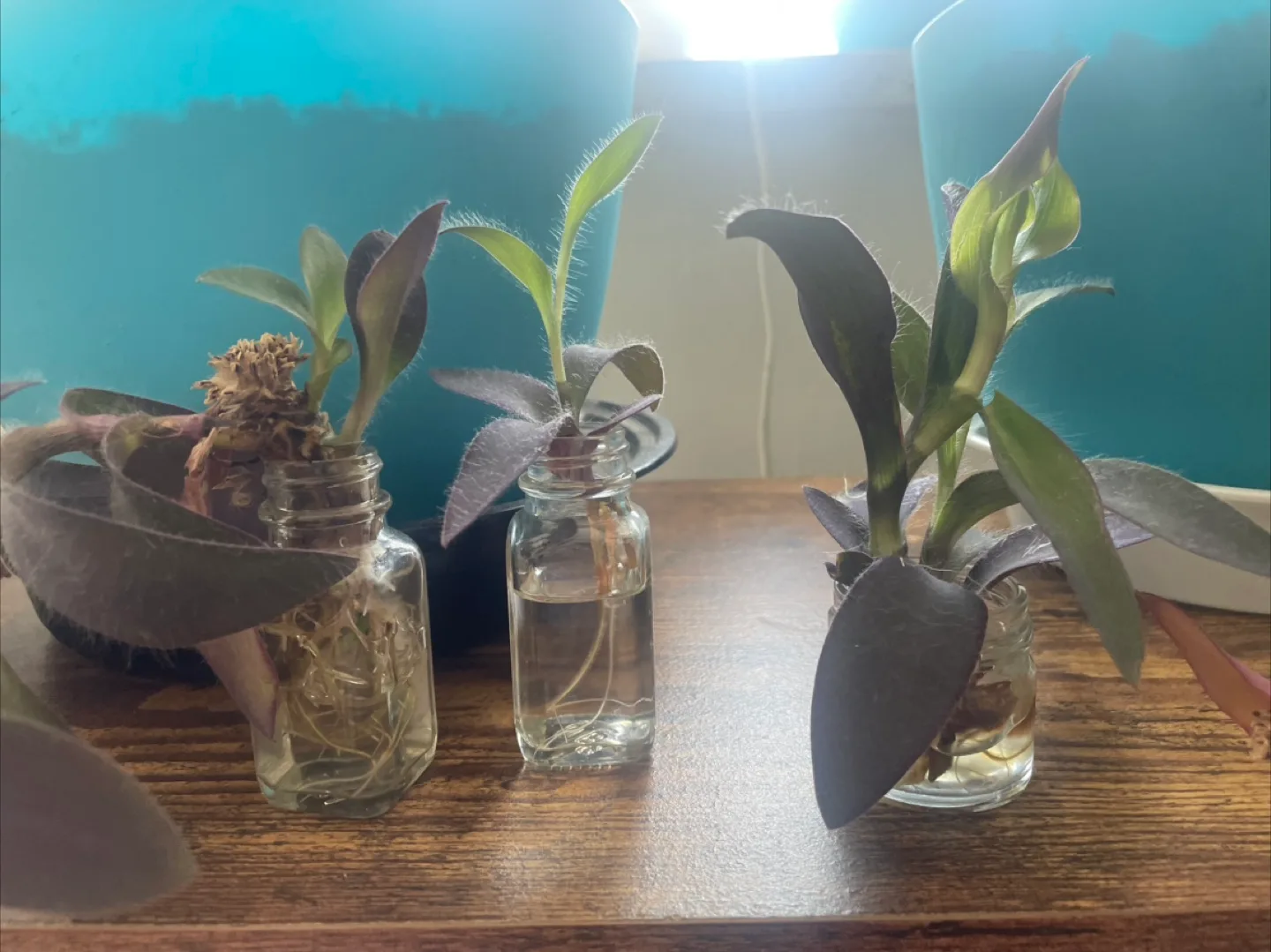 Purple heart cuttings thumbnail