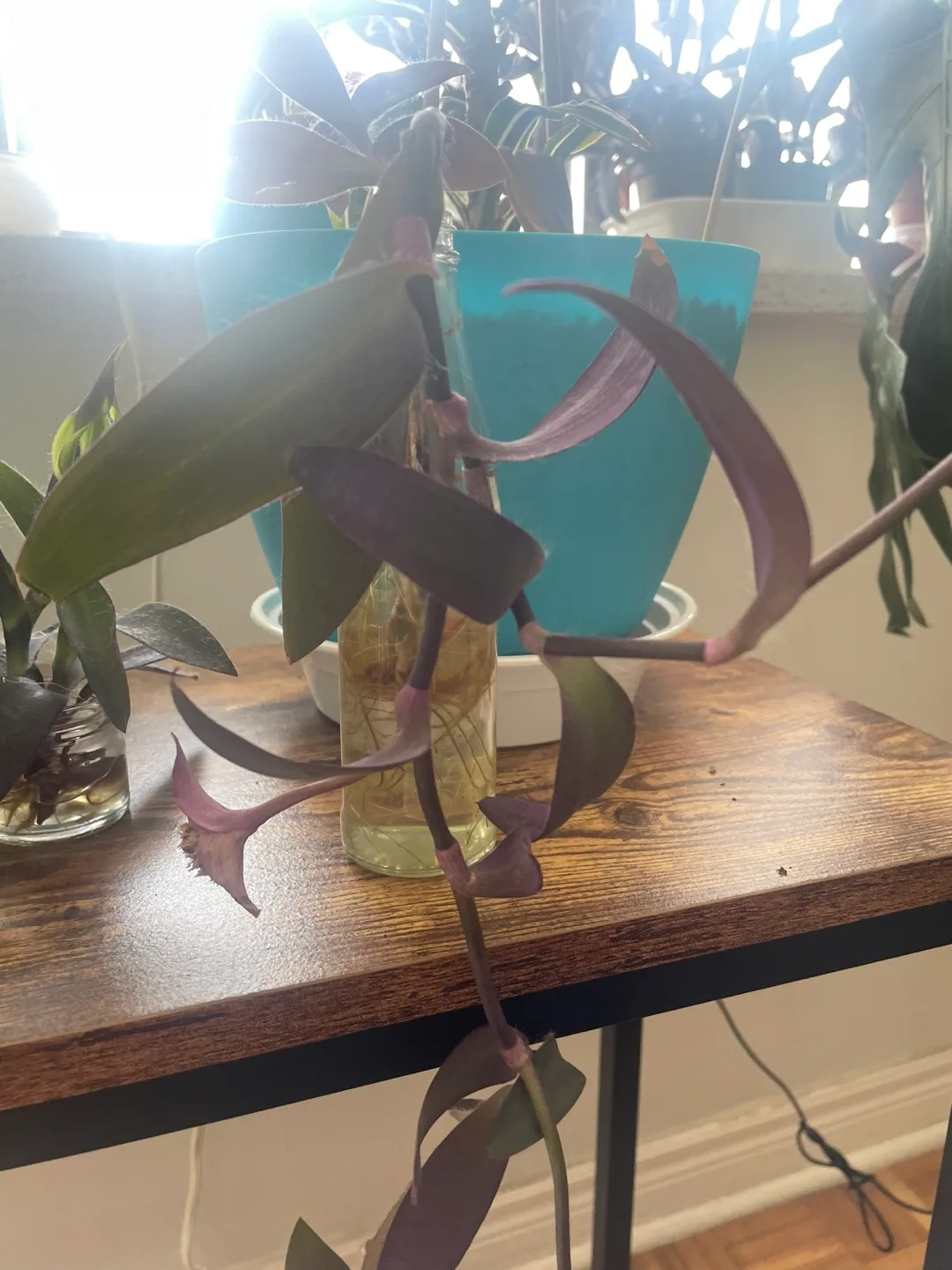 Purple plant cuttings thumbnail