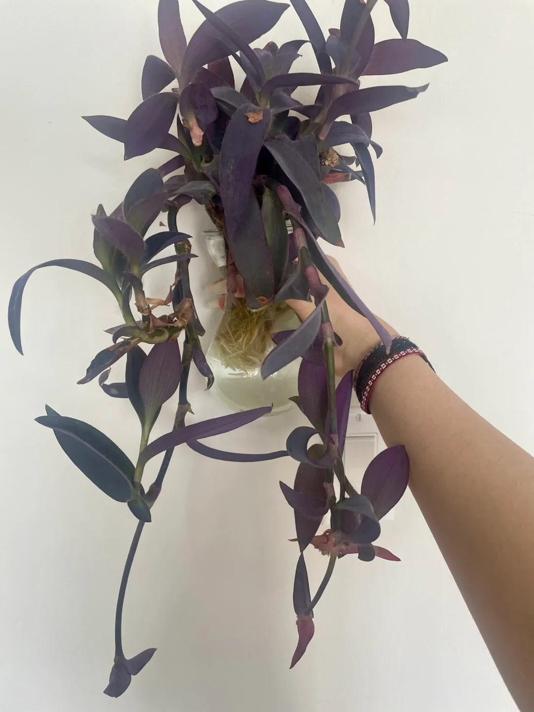 Purple plant cuttings thumbnail
