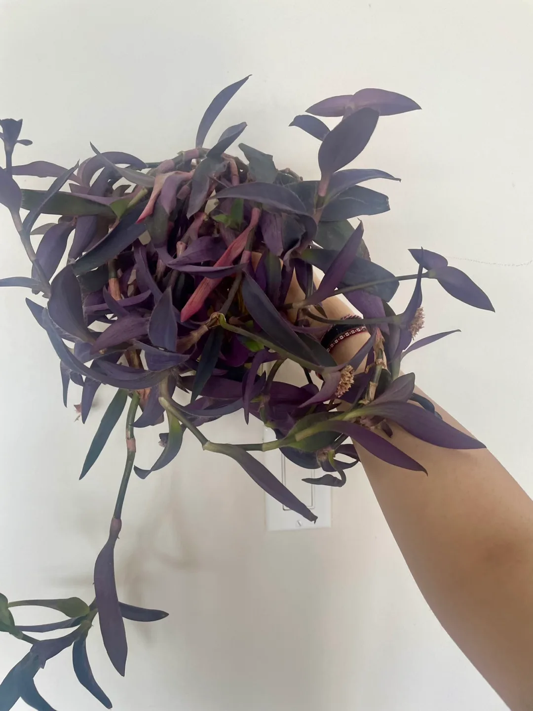 Purple plant cuttings thumbnail