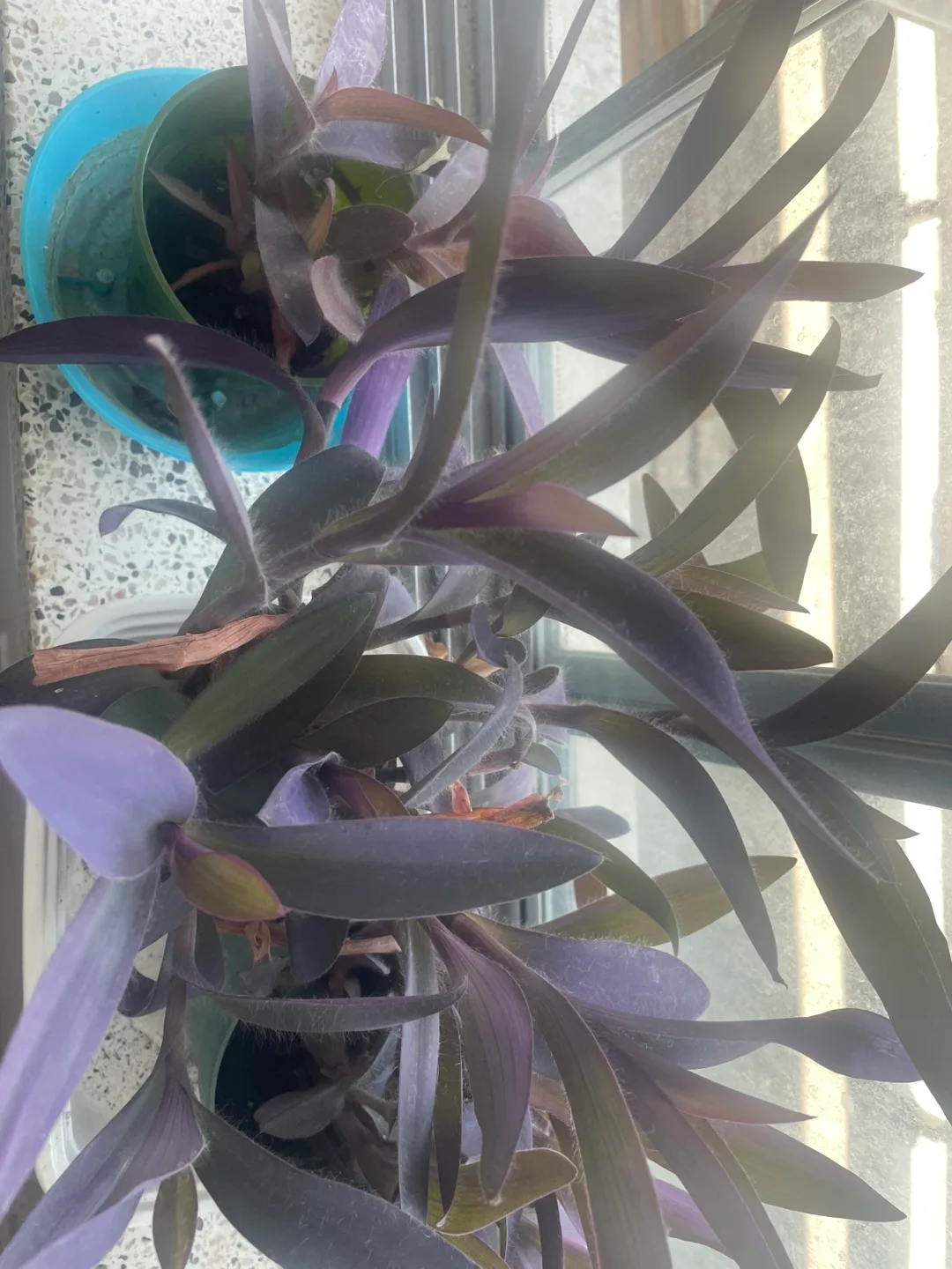 Purple heart plants thumbnail